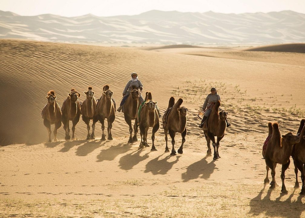 Exploration of Mongolian wildlife