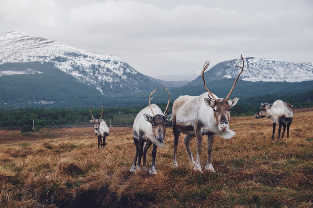 Riding through Taiga